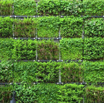 landscape in chennai,chennai landscape architects, chennai gardening, chennai swimming pool maintenance, chennai swimming pool designers, chennai terrace gardens, 