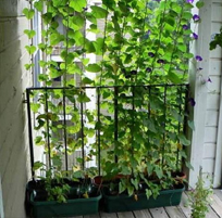 landscape in chennai,chennai landscape architects, chennai gardening, chennai swimming pool maintenance, chennai swimming pool designers, chennai terrace gardens, 