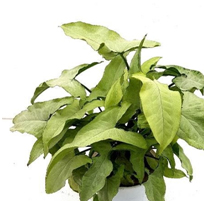 landscape in chennai,chennai landscape architects, chennai gardening, chennai swimming pool maintenance, chennai swimming pool designers, chennai terrace gardens, 