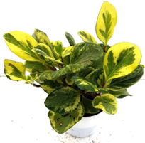 landscape in chennai,chennai landscape architects, chennai gardening, chennai swimming pool maintenance, chennai swimming pool designers, chennai terrace gardens, 
