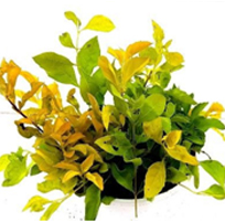 landscape in chennai,chennai landscape architects, chennai gardening, chennai swimming pool maintenance, chennai swimming pool designers, chennai terrace gardens, 