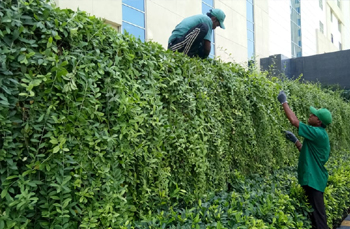 chennai swimming pool designers, garden maintenance in chennai,chennai landscape designers, chennai swimming pool designers,landscape in chennai,swimming pool maintenance in chennai,chennai garden maintenance,chennai landscape architects,
